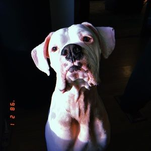 Meet your Posher, Logyn